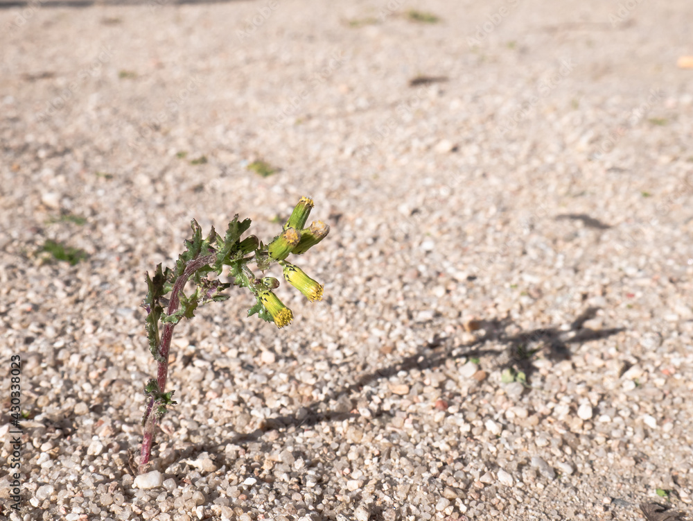 Solitary plant with three buds of yellow flowers without opening, growing on a ground of small stones and totally desert sand in full sun creating a shadow on the surface Solitary plant with three buds of yellow flowers without opening, growing on a ground of small stones and totally desert sand in full sun creating a shadow on the surface
