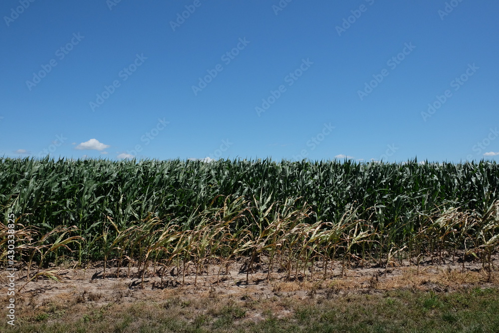 Corn plantation under a clear blue sky on a sunny day. Agricultural landscape. Corn plantation under a clear blue sky on a sunny day. Agricultural landscape.