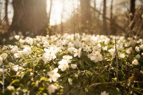 Buschwindröschen Blumenteppich im Frühjahr an der Ostsee im Küstenwald 