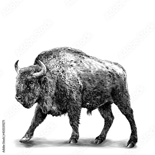 full-length bison stands in a threatening pose, sketch vector graphics monochrome illustration on a white background
