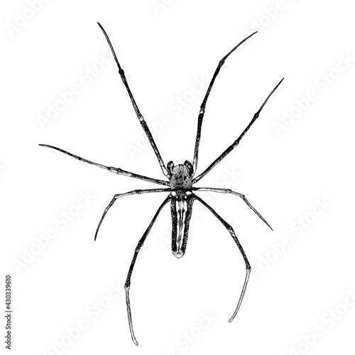 spider top view, sketch vector graphics monochrome illustration on white background
