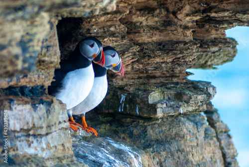 puffins