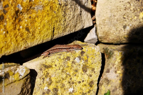 lizard on a moosy rock  in warm sunlight photo