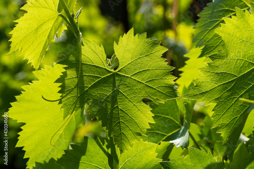 Fotografi Fresh green grape leaves in the sunlight close up