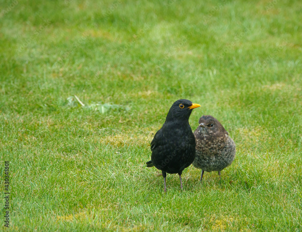 members young and old from a blackbird family (turdus merula) taking food in the garden members young and old from a blackbird family (turdus merula) taking food in the garden
