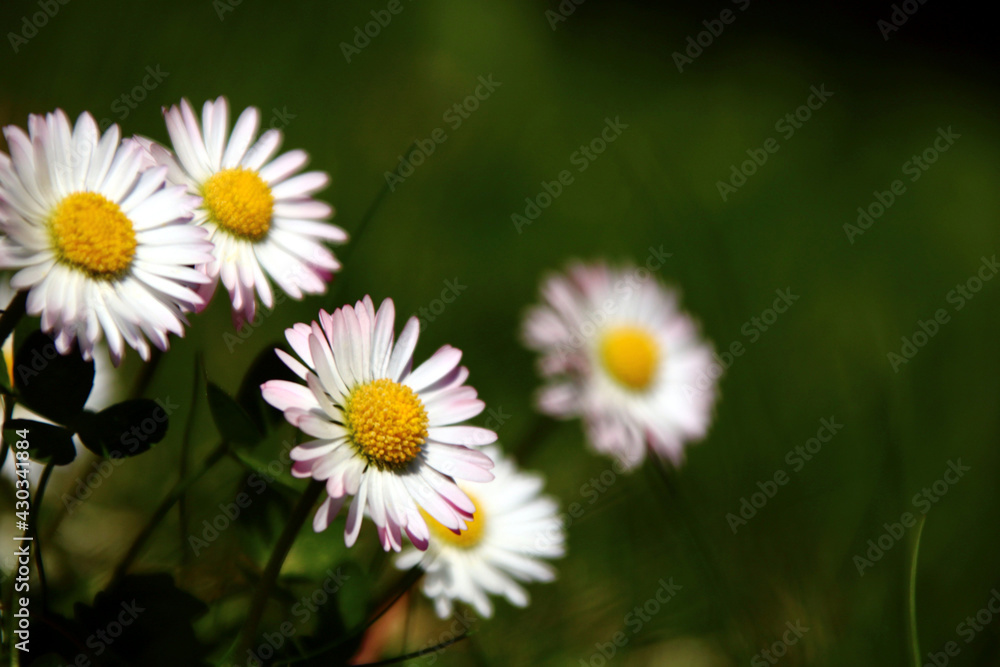 gänseblümchen