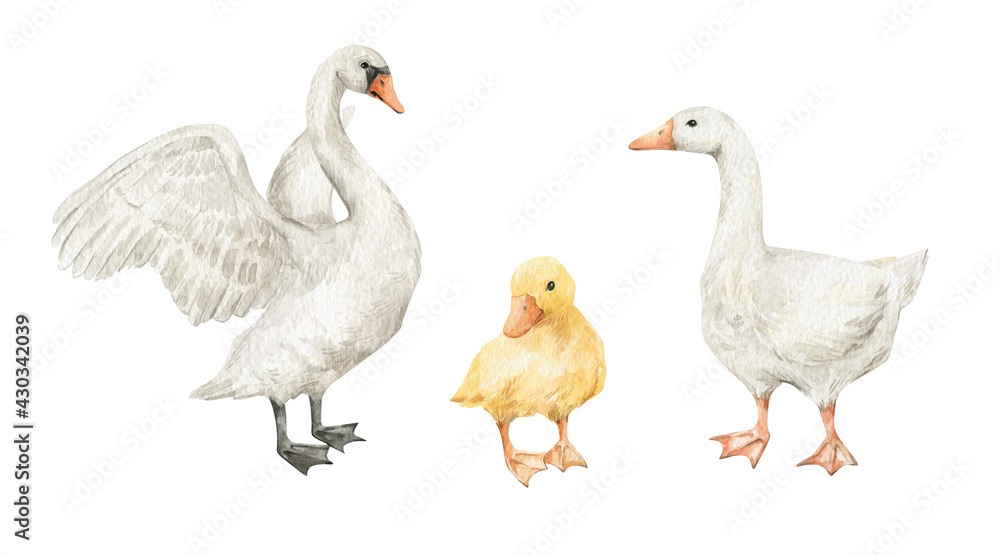 Fototapeta premium Watercolor swan, duckling, goose. Cute farm birds, domestic pet.