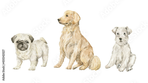 Photography Watercolor dogs