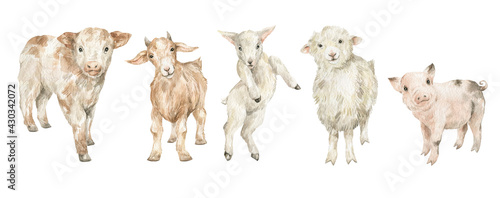 Watercolor cute farm animals. Little lamb, sheep, goat, calf, cow, pig. Adorable animals, rural mammal, domestic pet.