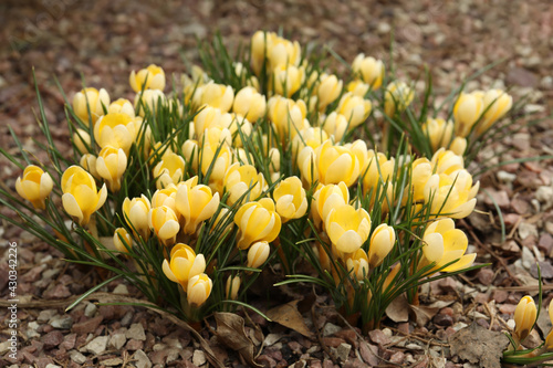 Beautiful yellow crocus flowers growing in garden photo