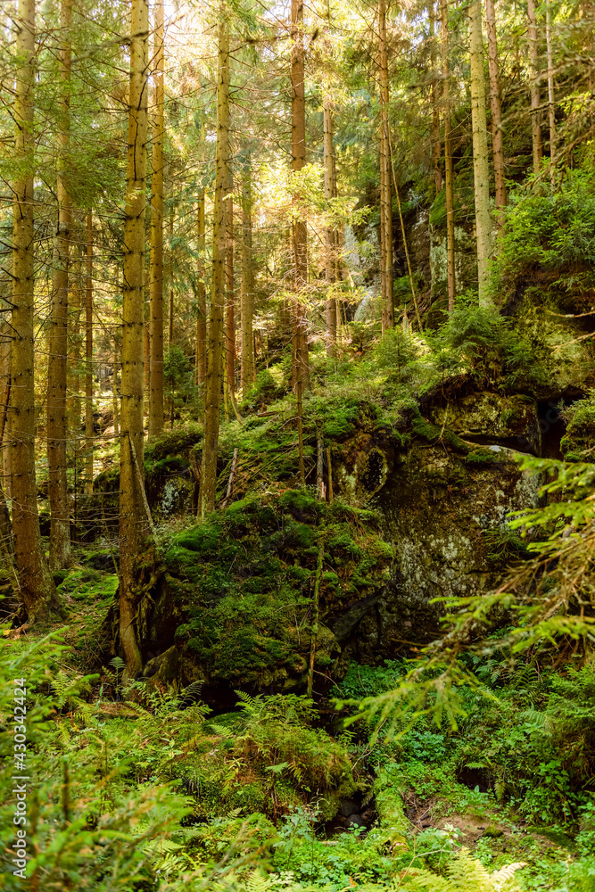 Obraz premium Trees in a deep forest in a mountains. Table mountain