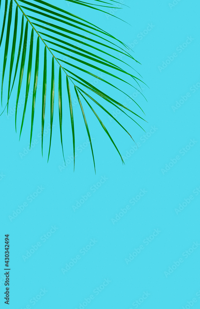 Obraz premium Palm leaves on blue background. Minimal concept.