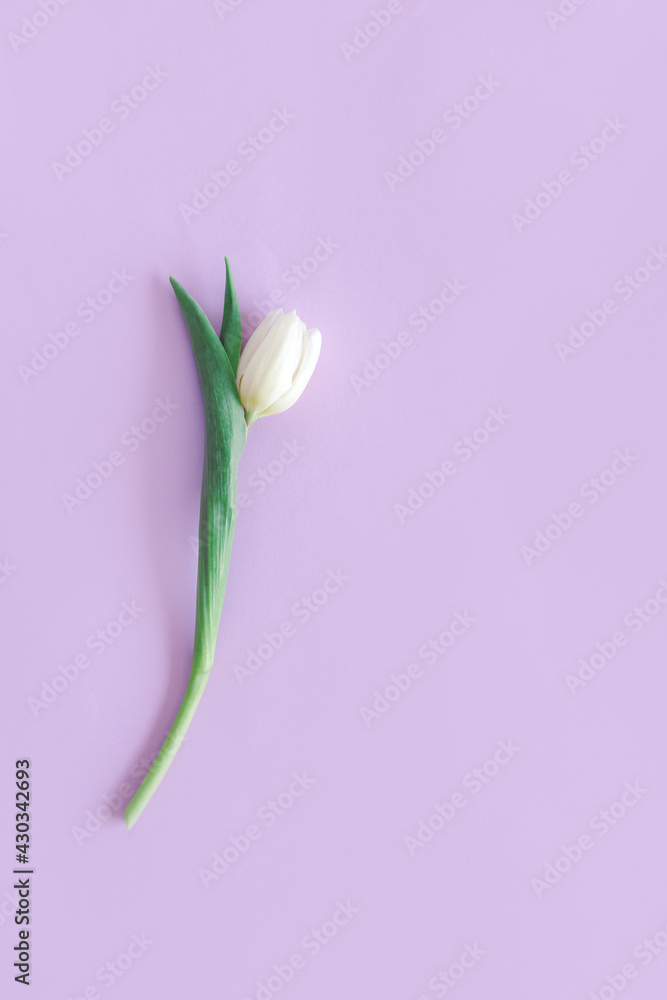 Tender white tulip on pastel violet background. Greeting card for Women's day. Tender white tulip on pastel violet background. Greeting card for Women's day.