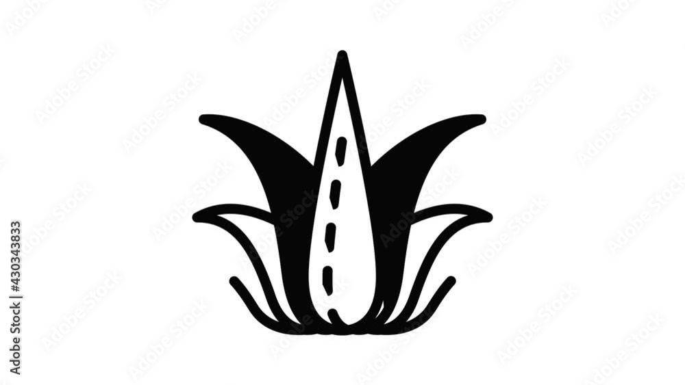 Herbal aloe vera icon animation outline best object on white background Herbal aloe vera icon animation outline best object on white background