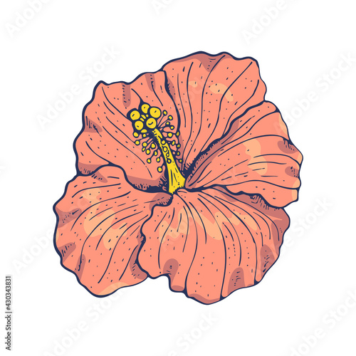 Line art vintage pink hibiscus flower with dark blue outline isolated on white background. Stock vector illustration.