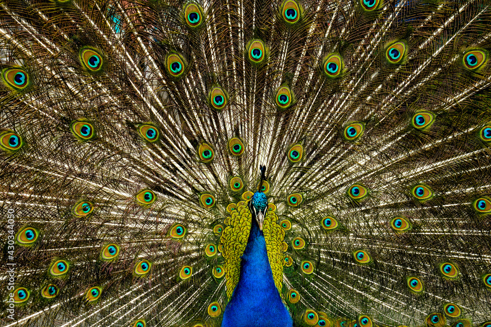 Obraz premium Peacock with feathers