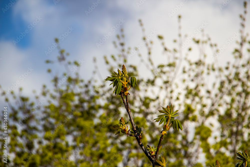 Buds open with leaves on chestnuts against background. Spring is coming. Buds open with leaves on chestnuts against background. Spring is coming.