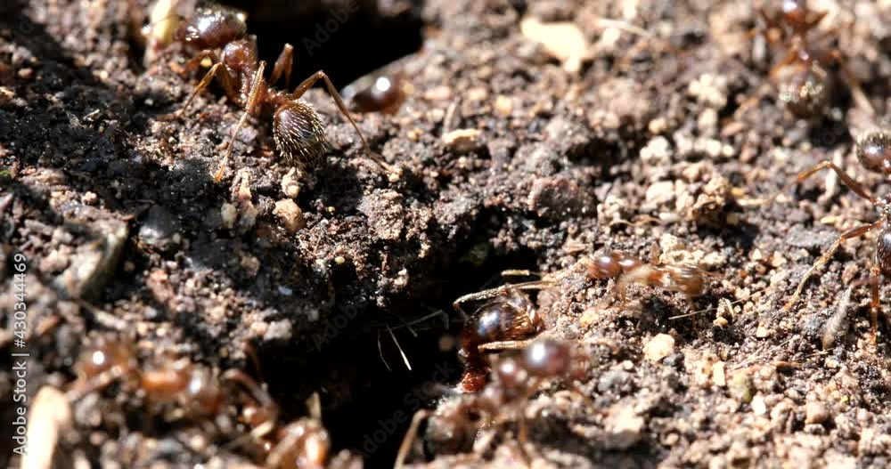 Ants as teamwork and transportation concept: Close-up on walking ants at nest entrance. Animals in nature moving seeds around. Living colony. Carrying food together. Insects in 4k resolution Ants as teamwork and transportation concept: Close-up on walking ants at nest entrance. Animals in nature moving seeds around. Living colony. Carrying food together. Insects in 4k resolution