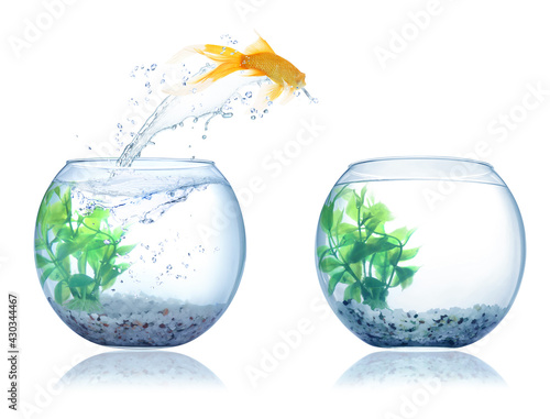 Beautiful bright goldfish jumping out of water on white background