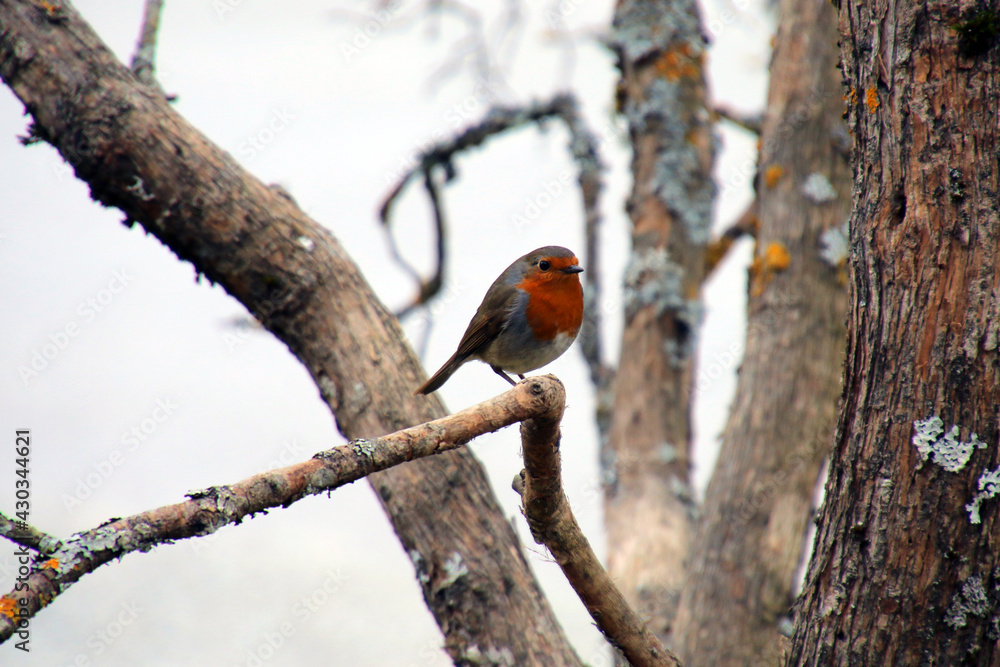 Fototapeta premium Robin on branch