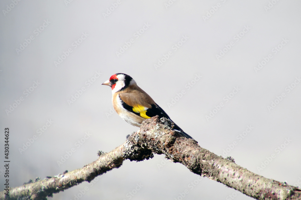 Fototapeta premium great spotted woodpecker on a branch