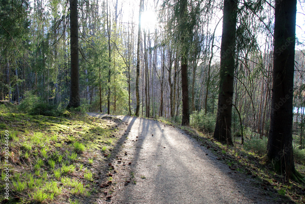 path in the woods path in the woods