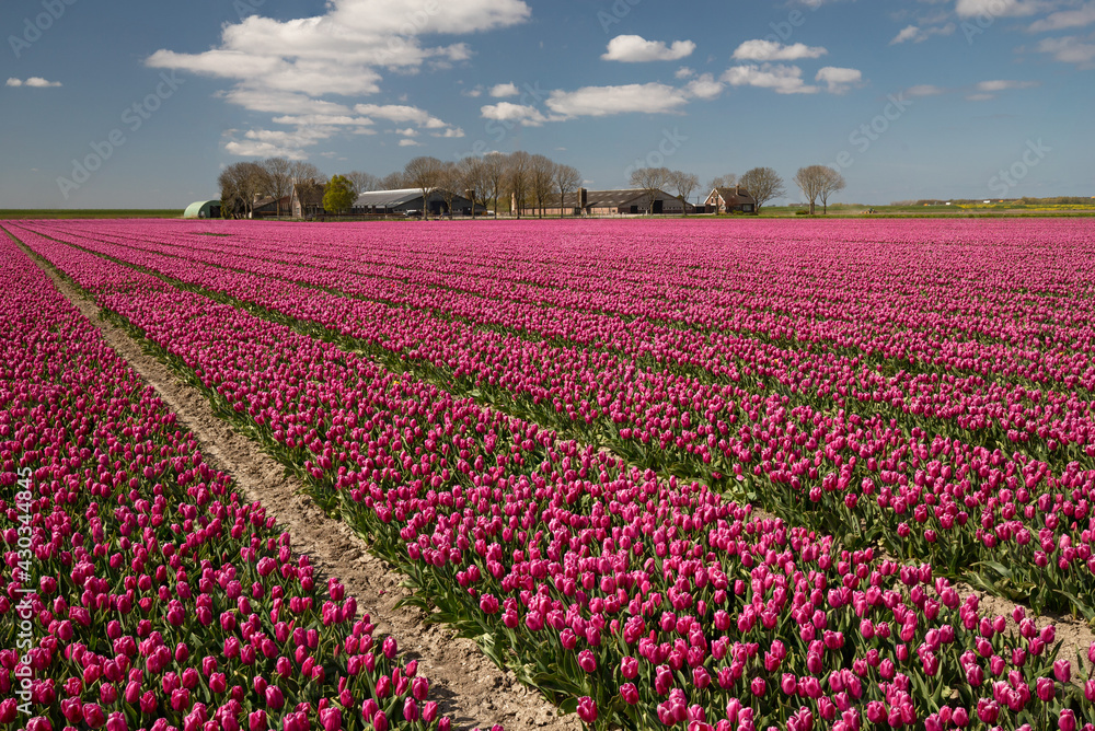 A Dutch bulb field with beautiful purple tulips.	