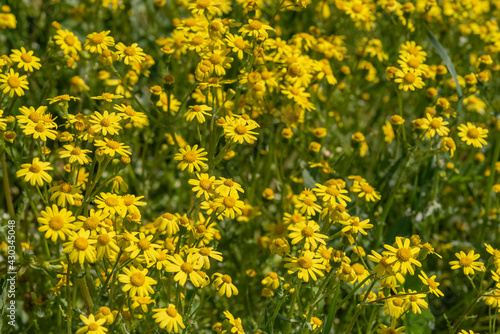 Beautiful golden daisy flower on a meadow in sunny day. Freshness concept.