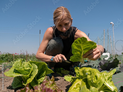 BEAUTIFUL WOMAN COLLECTING THE VEGETABLE HARVEST WITH A POCKET KNIFE IN AN URBAN GARDEN OF HER VILLAGE