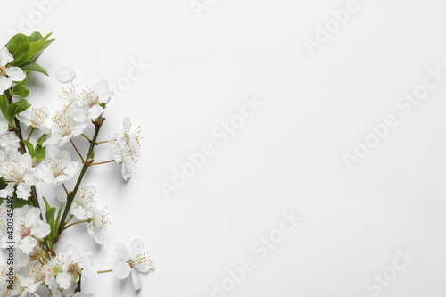 Blossoming spring tree branch as border on light background, flat lay. Space for text
