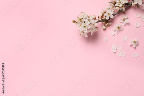 Blossoming spring tree branch on pink background, flat lay. Space for text