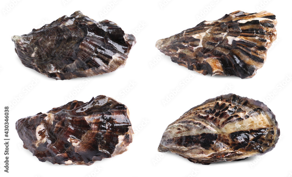Set with fresh raw oysters on white background Set with fresh raw oysters on white background