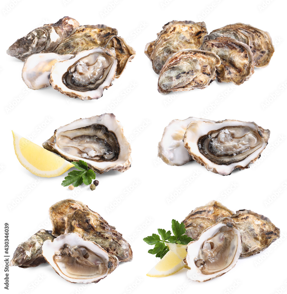Set with fresh raw oysters on white background Set with fresh raw oysters on white background