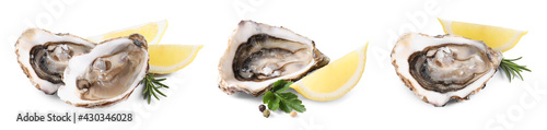 Set with fresh raw oysters on white background. Banner design