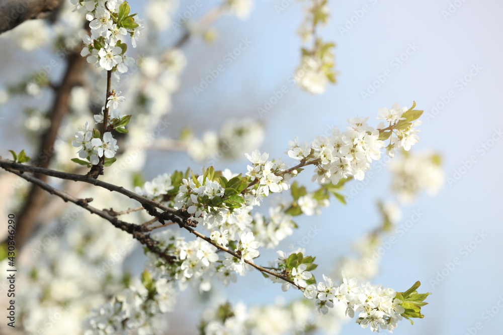 Branches of blossoming cherry plum tree against blue sky, closeup Branches of blossoming cherry plum tree against blue sky, closeup