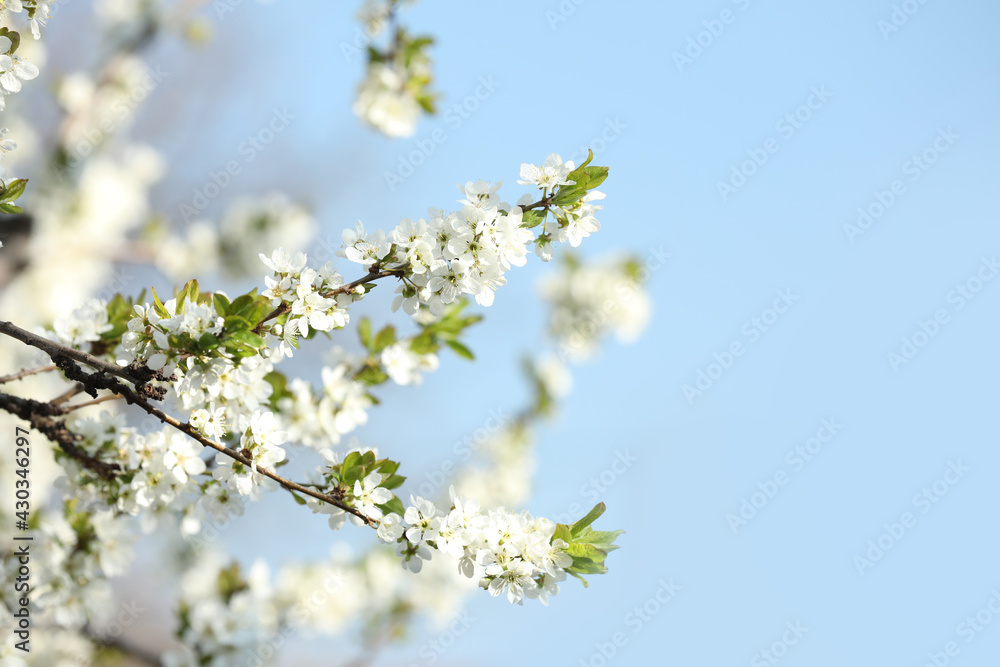 Branches of blossoming cherry plum tree against blue sky, closeup Branches of blossoming cherry plum tree against blue sky, closeup