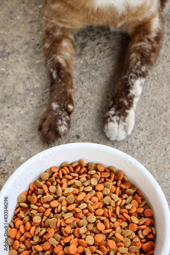 Cat eatind dried food on bowl background or texture photo