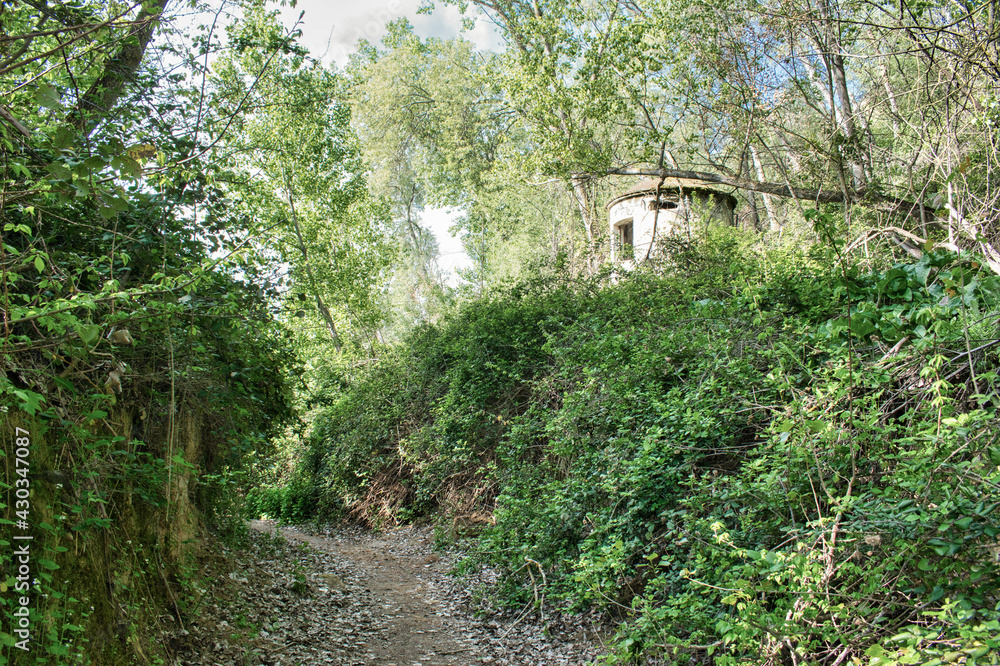 Estrecho sendero entre matorrales y boscaje frondoso Estrecho sendero entre matorrales y boscaje frondoso