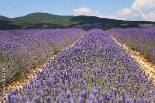 France, plateau Valensole, Provence: lavender field