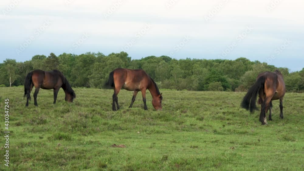 Family of three wild horses eating grass in a meadow or field, New Forest, Hampshire, England Family of three wild horses eating grass in a meadow or field, New Forest, Hampshire, England