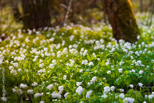 Beautiful spring flowers in the forest. 