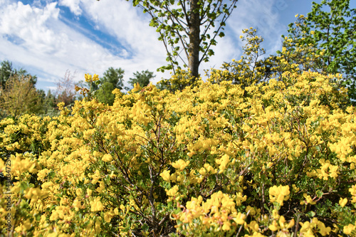 Hermoso arbusto con flores amarillas Spartium junceum durante el mes primaveral de abril
