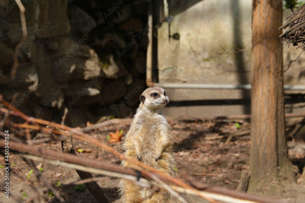Fototapeta premium A funny meerkat stands on its hind legs.