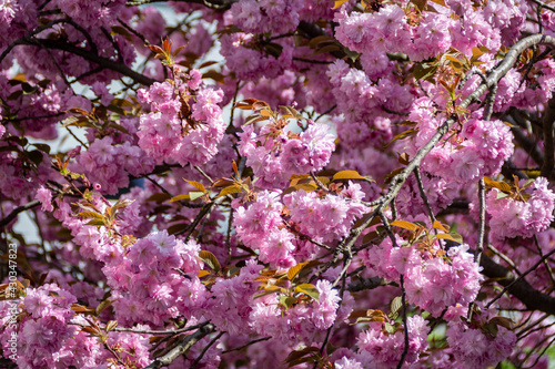 Close up of vibrant cherry tree blossoms on a tree. Beauty in Nature during springtime. Natural Background with pink petal