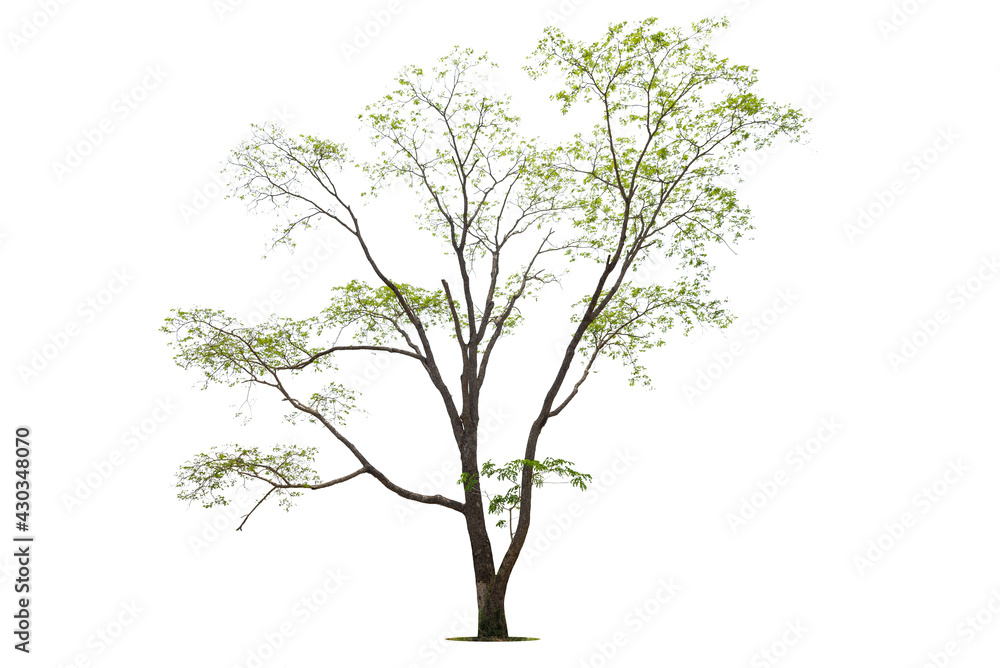 Isolated green tree on white background, Trees isolated on white background, tropical trees isolated used for design, advertising and architecture. Isolated green tree on white background, Trees isolated on white background, tropical trees isolated used for design, advertising and architecture.
