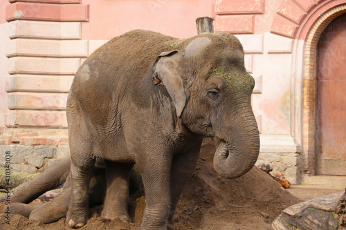 A large adult elephant sprinkled earth on itself.