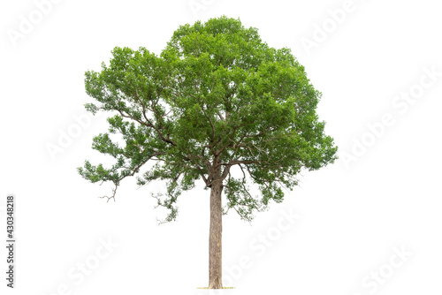 Isolated green tree on white background  Trees isolated on white background  tropical trees isolated used for design  advertising and architecture.