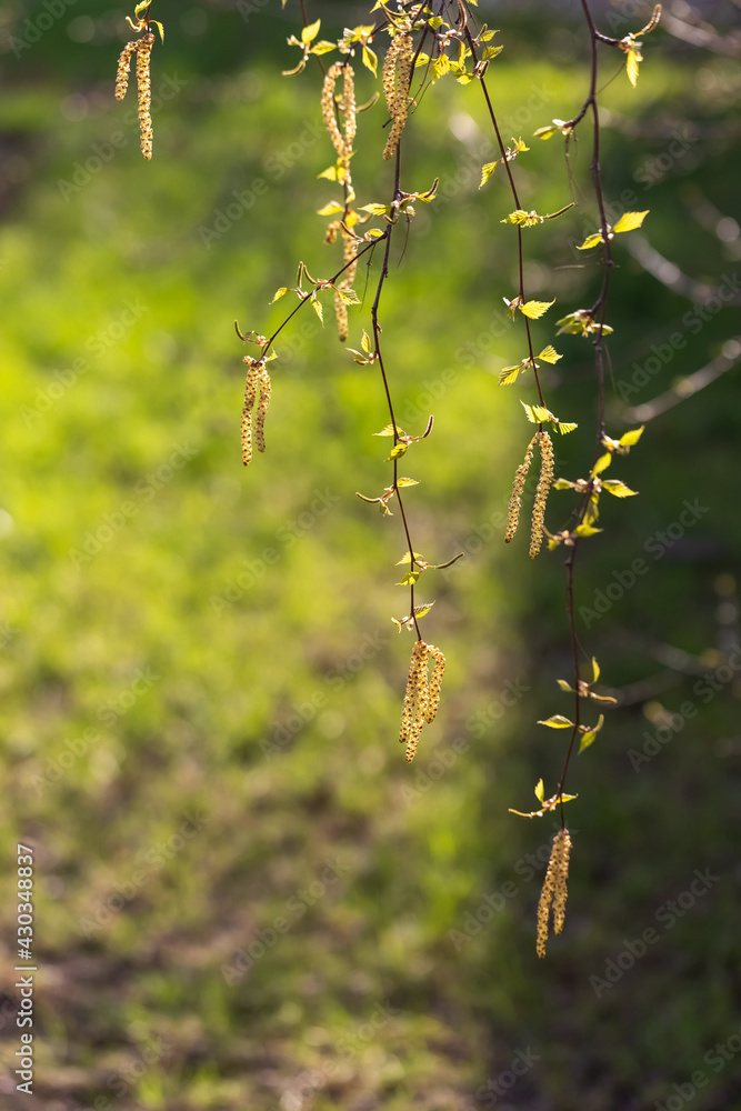 Birch blossoms. Fresh young green leaves and buds, birch earrings. Season of allegricy and pollinosis. Birch blossoms. Fresh young green leaves and buds, birch earrings. Season of allegricy and pollinosis.