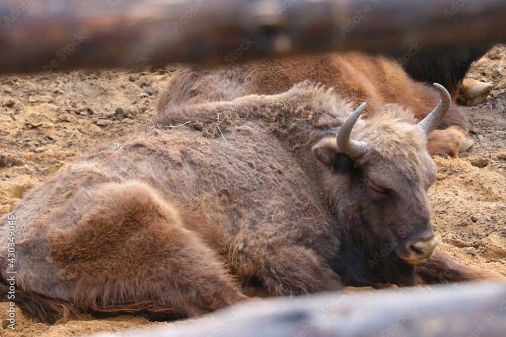 Close-up of an adult bison that is sleeping. Close-up of an adult bison that is sleeping.