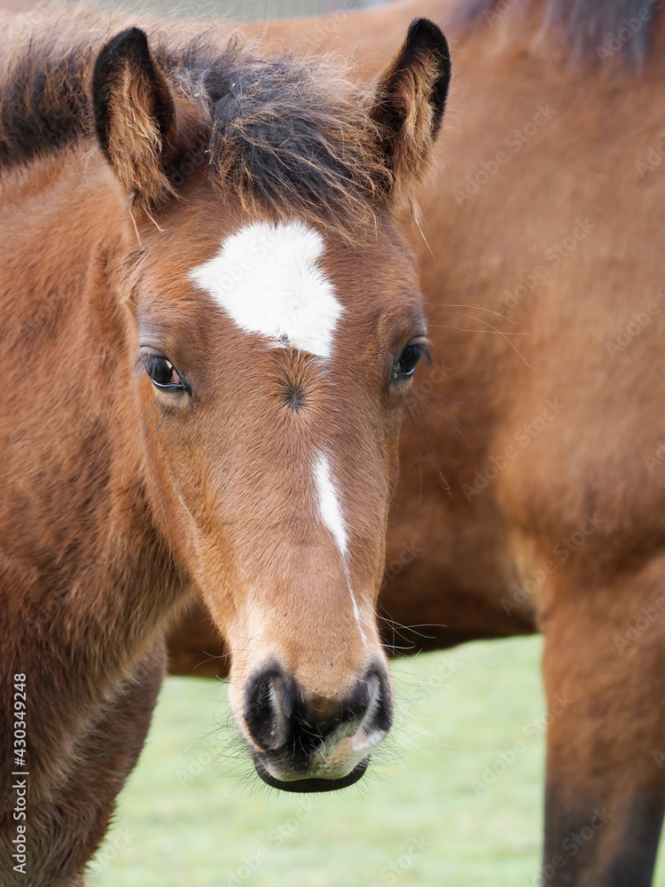Obraz premium Bay Foal Headshot